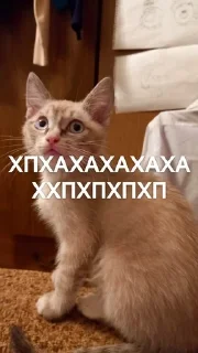 🤣 emoji Яша и его фразы Telegram sticker 14 of 15