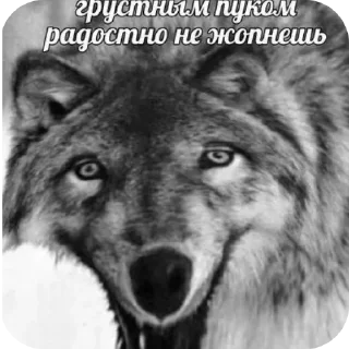 👍 emoji СЕКТА ВОЛЧИЦЫ🤟🤟🤟😝😝#ауф2017топт Telegram sticker 15 of 21