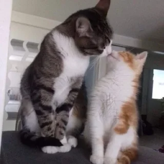 😸 emoji ˠ˙* when we kiss !! (cat ver.) Telegram sticker 24 of 30