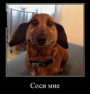 🐶 emoji сабака Telegram sticker 12 of 41