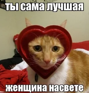 😍 emoji коты мухаха Telegram sticker 17 of 90