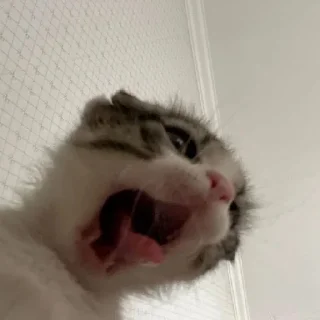 😡 emoji сын Царь Данкар Чат Бабанت @xaxaxactac Telegram sticker 17 of 77