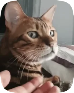 Sticker from cutie cats