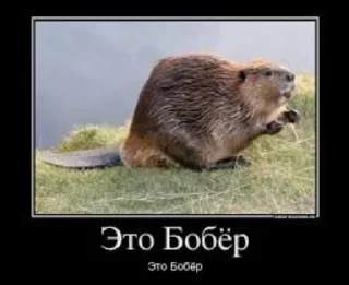 🦫 emoji БОБРЫ Telegram sticker 11 of 30
