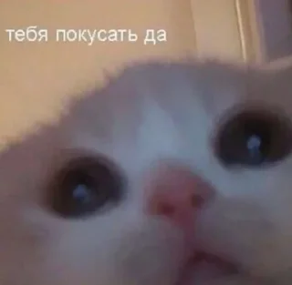 Sticker from котейки
