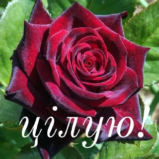 😘 emoji щиро кохаю!) Telegram sticker 5 of 43