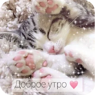 🐱 emoji С добрым утром Telegram sticker 3 of 40