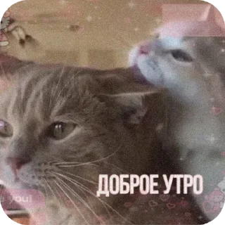 🐱 emoji С добрым утром Telegram sticker 10 of 40