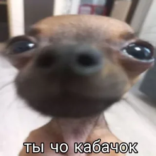 💗 emoji Бебрик Юми Telegram sticker 13 of 26