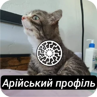 🐱 emoji Aryan cats Telegram sticker 23 of 51