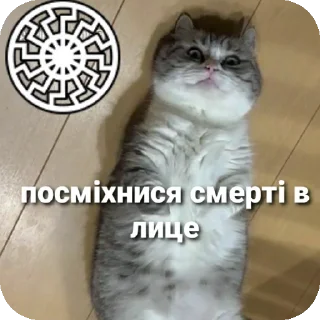 🐱 emoji Aryan cats Telegram sticker 24 of 51