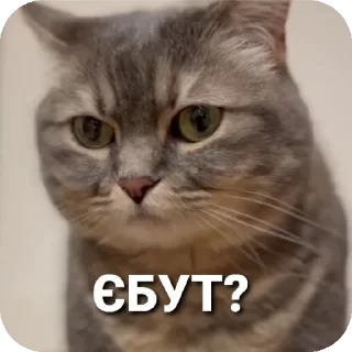 🐱 emoji Aryan cats Telegram sticker 18 of 51