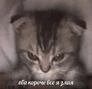 😡 emoji МАЙ ЛОВ🩷 Telegram sticker 6 of 92