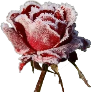 🌹 emoji sueta Telegram sticker 3 of 38