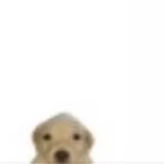 Sticker from Puppy