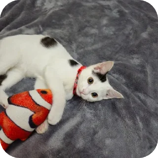 🐟 emoji Рома Telegram sticker 6 of 36