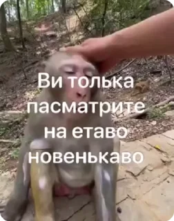 🤨 emoji чо блен Telegram sticker 19 of 68