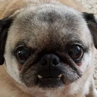 👹 emoji puggram Telegram sticker 19 of 71