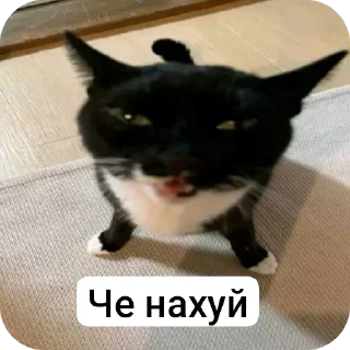 🐱 emoji Ebatloxov Telegram sticker 19 of 106