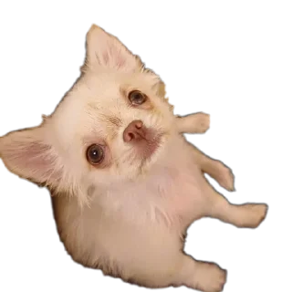 🐱 emoji Уши победа трусы Telegram sticker 9 of 61