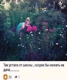 🌺 emoji гриб-грибочек Telegram sticker 24 of 120