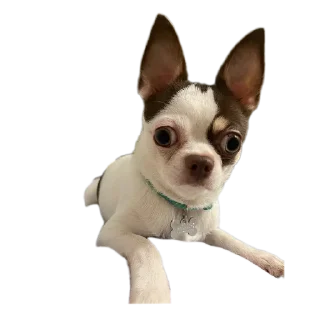 Sticker from Женины жопы
