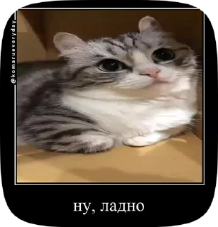 👌 emoji КОШАКИ by oooeedeeooo @TgEmodziBot Telegram sticker 7 of 78