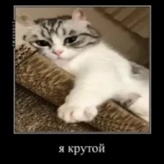 😎 emoji КОШАКИ by oooeedeeooo @TgEmodziBot Telegram sticker 23 of 78