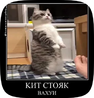 🤯 emoji КОШАКИ by oooeedeeooo @TgEmodziBot Telegram sticker 14 of 78