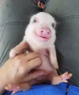🐷 emoji кибараши порося Telegram sticker 20 of 30