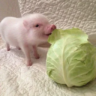 🐷 emoji кибараши порося Telegram sticker 9 of 30