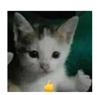👍 emoji коты Telegram sticker 11 of 120