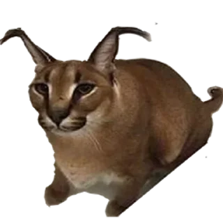 😳 emoji Большой Шлепа @trafslybot Telegram sticker 21 of 25