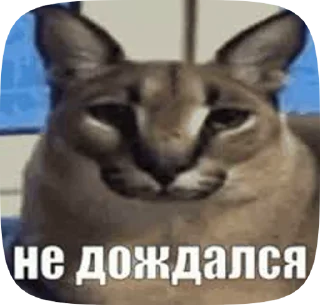 Sticker from Floppa_gif