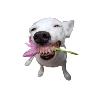🌷 emoji bubidog Telegram sticker 4 of 58