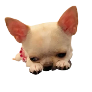 😔 emoji bubidog Telegram sticker 11 of 58