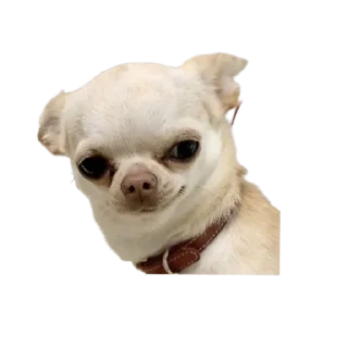 😏 emoji bubidog Telegram sticker 8 of 58