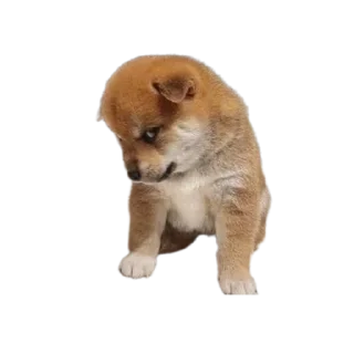 😏 emoji bubidog Telegram sticker 20 of 58