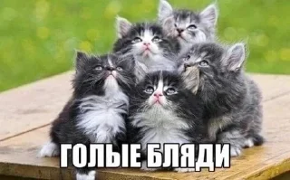 Sticker from дебилы