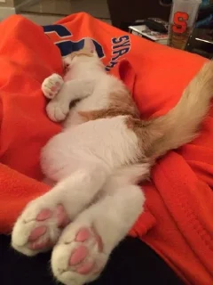 🙂 emoji Oh my God, котямбры❤️ Telegram sticker 21 of 52