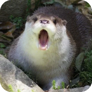🦦 emoji Святые выдры Telegram sticker 15 of 81