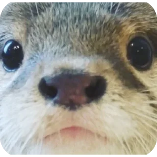 😦 emoji Святые выдры Telegram sticker 8 of 81