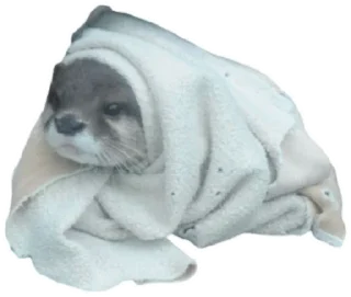 😐 emoji сашкины выдры Telegram sticker 9 of 21