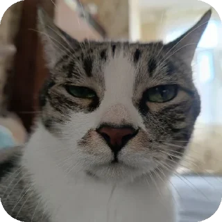 🐱 emoji коты Telegram sticker 23 of 105
