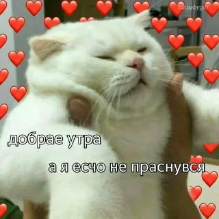 Sticker from Милый котик🌸💗
