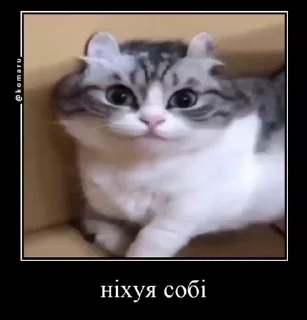 😁 emoji Український Komaru Telegram sticker 10 of 50