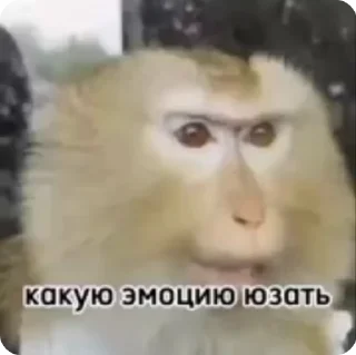 🤔 emoji MONKE KING by @amirov_df @tearsofheavenn Telegram sticker 21 of 56