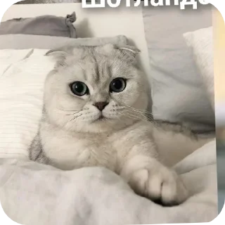 🐱 emoji Коты! Telegram sticker 21 of 102