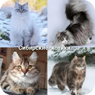 🐱 emoji Коты! Telegram sticker 17 of 102