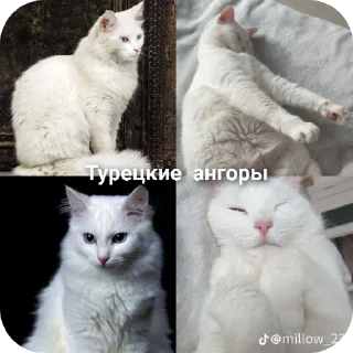 🐱 emoji Коты! Telegram sticker 18 of 102
